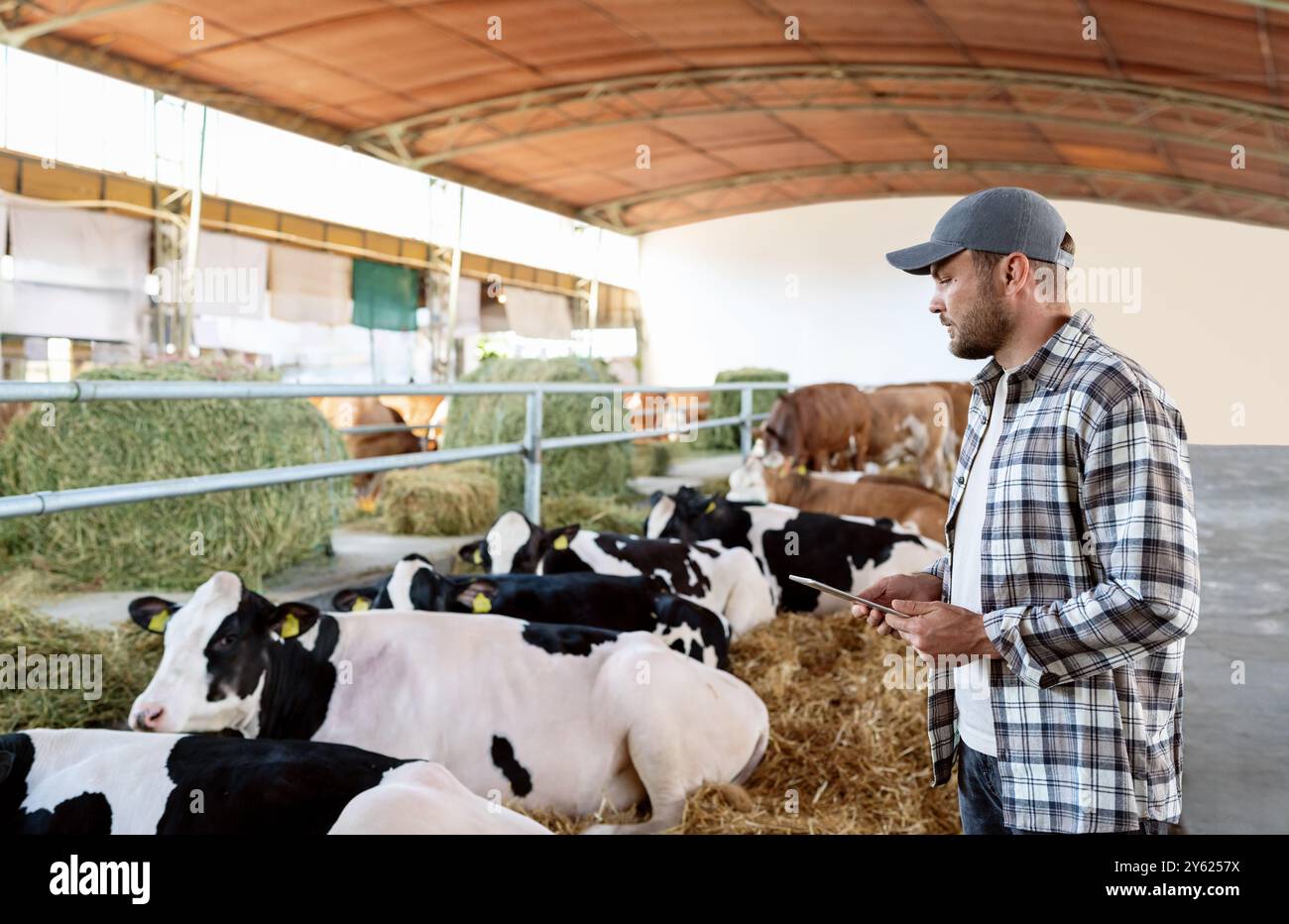 Männlicher Landwirt mit digitaler Tablette, der Kühe im Viehbestand inspiziert. Stockfoto