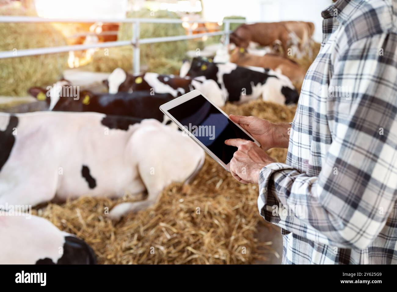 Intelligente Landwirtschaft. Digitale Transformation in der Tierhaltung. Digitales Tablet mit leerem Bildschirm in den Händen des Landwirts gegen Kühe. Stockfoto