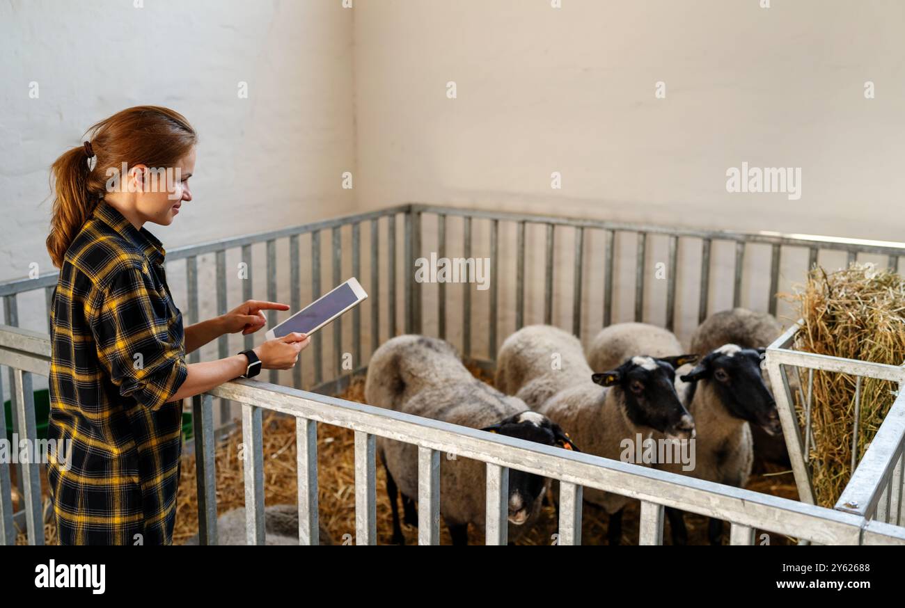 Die weibliche Landwirtin steht neben den Schafen im Vieh und verwendet digitale Tablets. Stockfoto