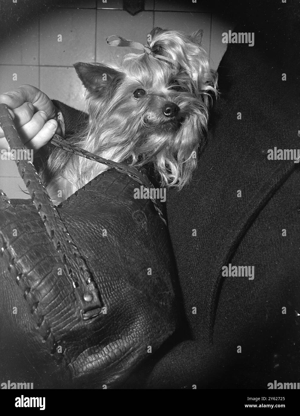 Ein kleiner Yorkshire Terrier, 2 Jahre und 4 Monate alt, "Little Dinky", gleicht seine fehlenden Zentimeter mehr als aus. Dinky, der Vater von 54 Welpen, erhielt einen zweiten und dritten Preis bei der heutigen Hammersmith Canine Society's Second Annual Open Dog Show. Dinky, der von Mrs. John Burge aus Harringay gezüchtet wurde, machte die Reise in einer Handtasche zur Show. Er wiegt 3 Pfund. 31. Januar 1948 Stockfoto