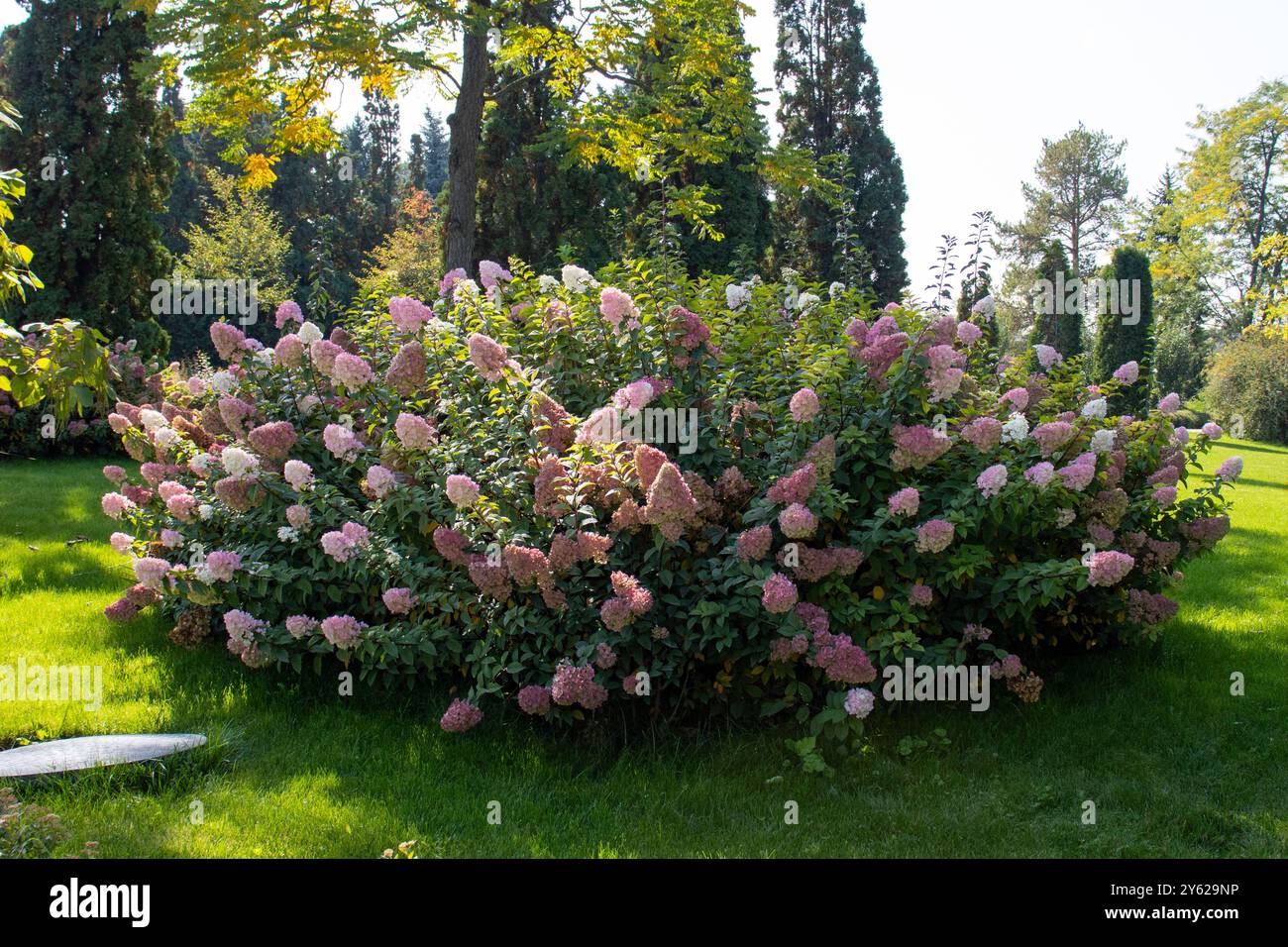 Ein buntes Bündel rosa und weißer Blumen blüht wunderschön auf einem Busch Stockfoto