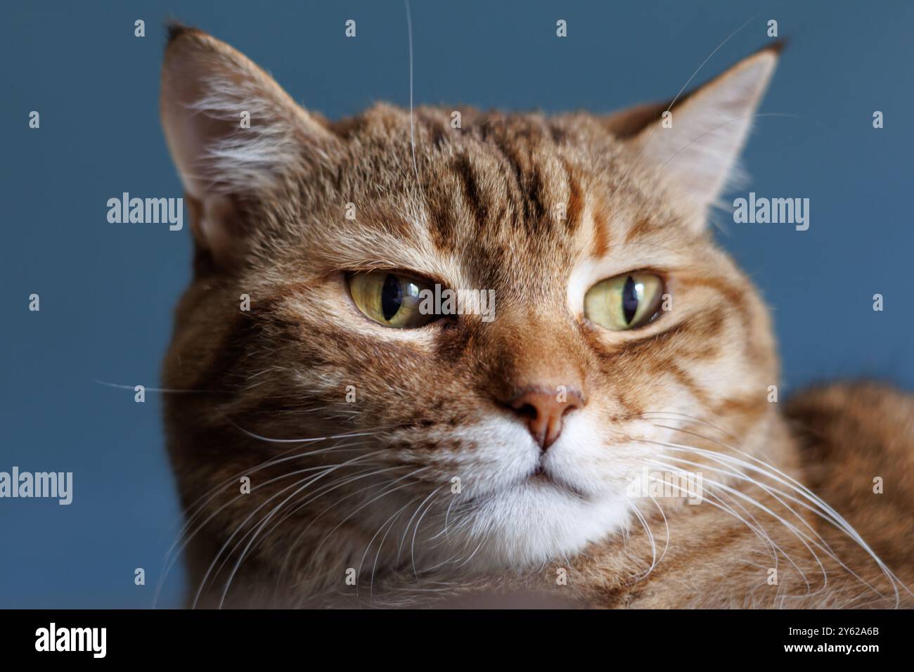 Tabby Katzengesicht mit gelben Augen Stockfoto