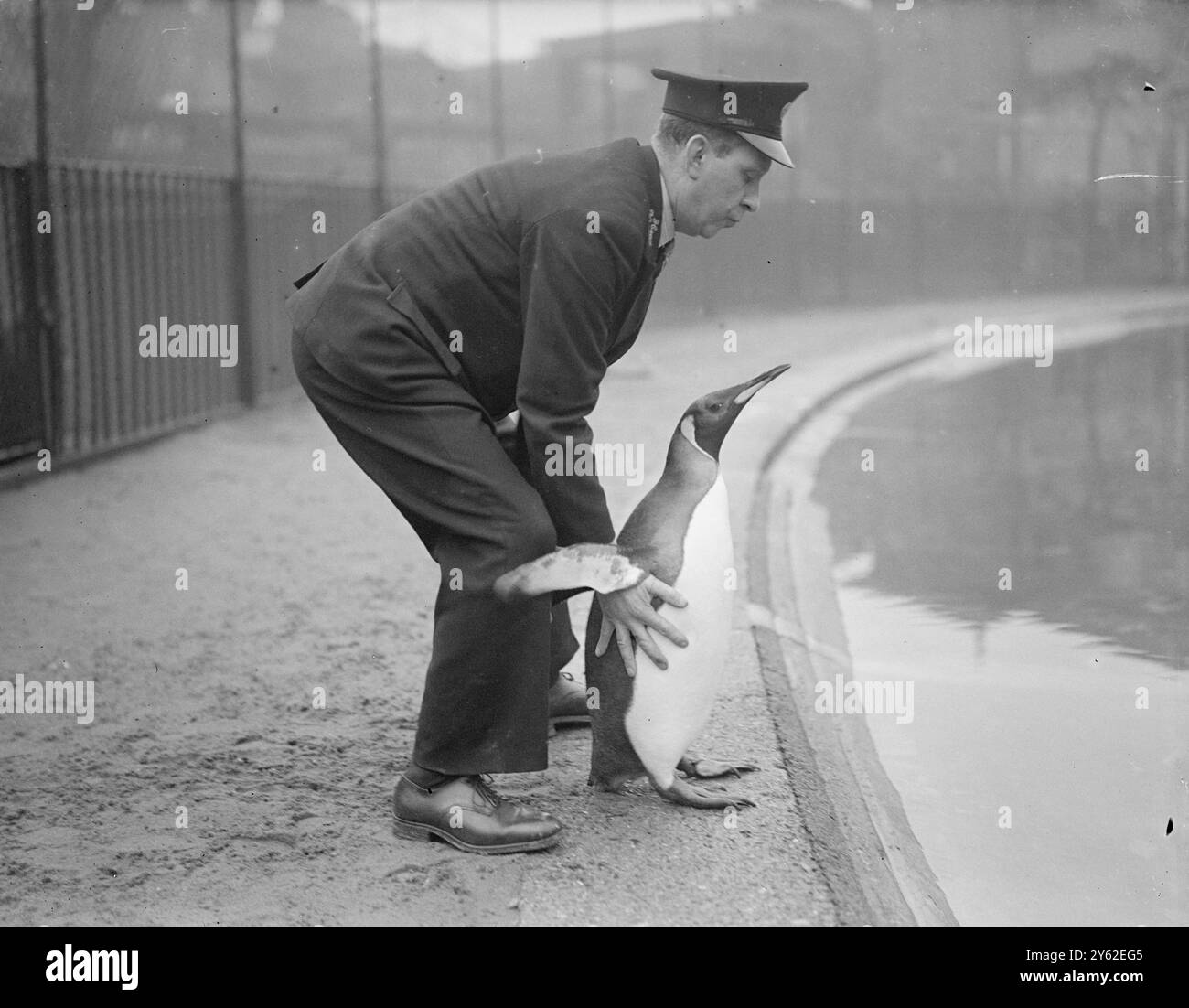 SELBST Ein KÖNIG MUSS Ein BAD NEHMEN, aber niemand kann hartnäckiger sein als PETER , der Königspinguin im Londoner Zoo , seine Königsmäßigmajestät mag dieses tägliche Bad . 5. Januar 1949 Stockfoto