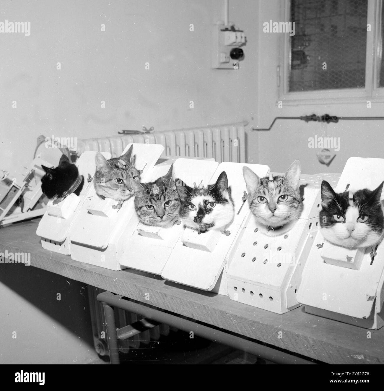 Paris Frankreich: Wartet auf ihre Raketen. Einige der Weltraumkatzen im Training am Aero Medical Center. Sie werden Lärm- und Bewegungsprüfungen auf die Weise ausgesetzt, wie sie menschliche Raumfahrer sind. Notieren Sie sich die Elektrodenanschlüsse an jeder Hand. Das ist Felicette in der Mitte. 1963 Stockfoto
