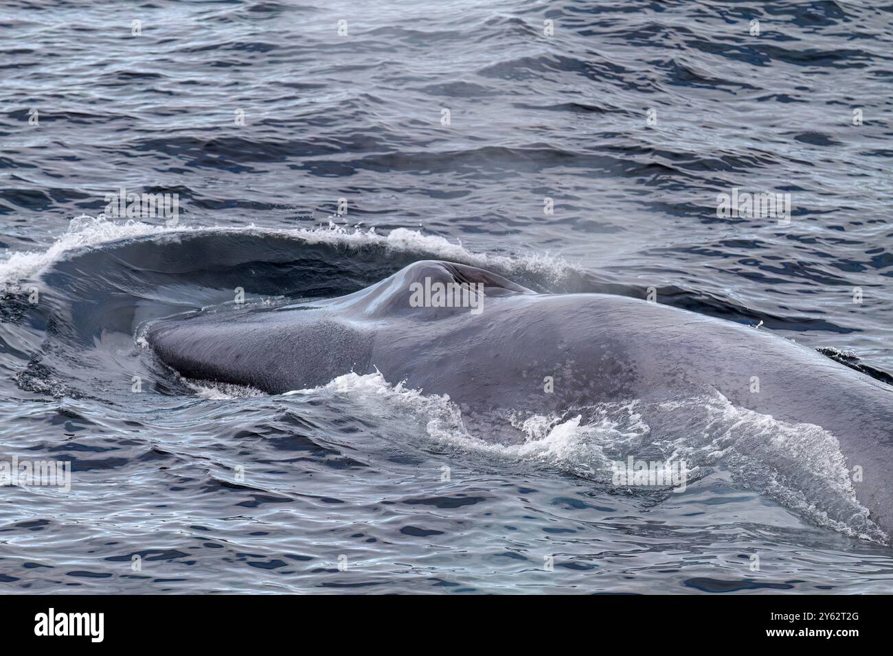 Eine sehr seltene Sichtung eines erwachsenen Blauwals (Balaenoptera musculus), der auf dem Svalbard-Archipel in Norwegen auftaucht. Stockfoto