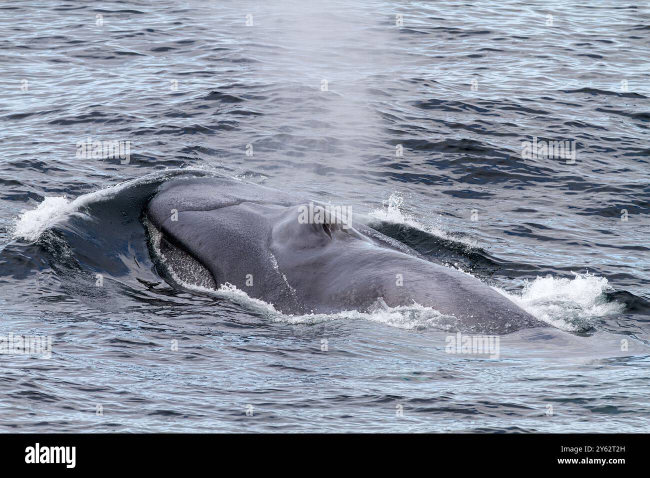 Eine sehr seltene Sichtung eines erwachsenen Blauwals (Balaenoptera musculus), der auf dem Svalbard-Archipel in Norwegen auftaucht. Stockfoto