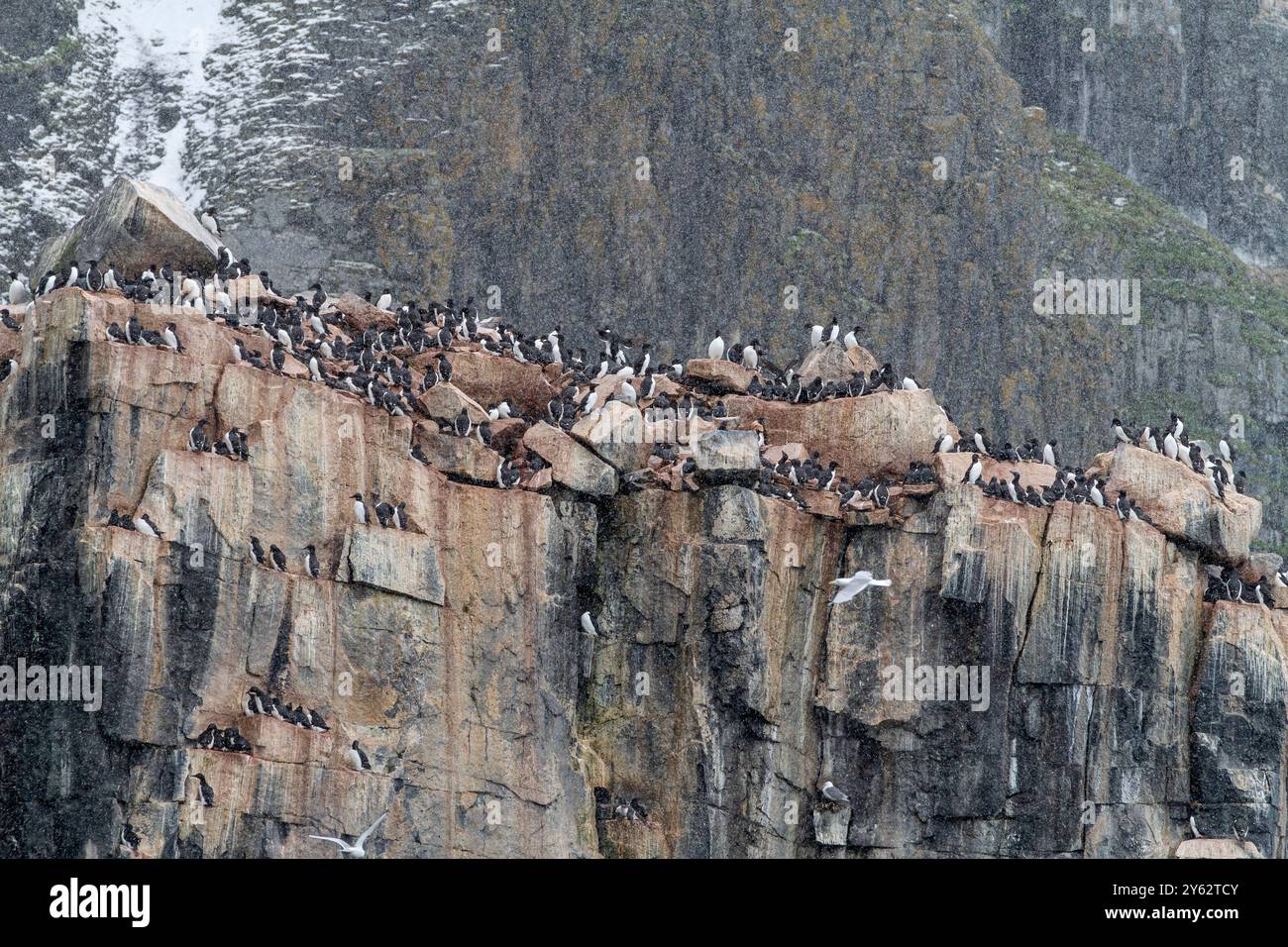 Brünnichs guillemot (Uria lomvia) Brutstätte am Kap Fanshawe im Svalbard-Archipel, Norwegen. Stockfoto