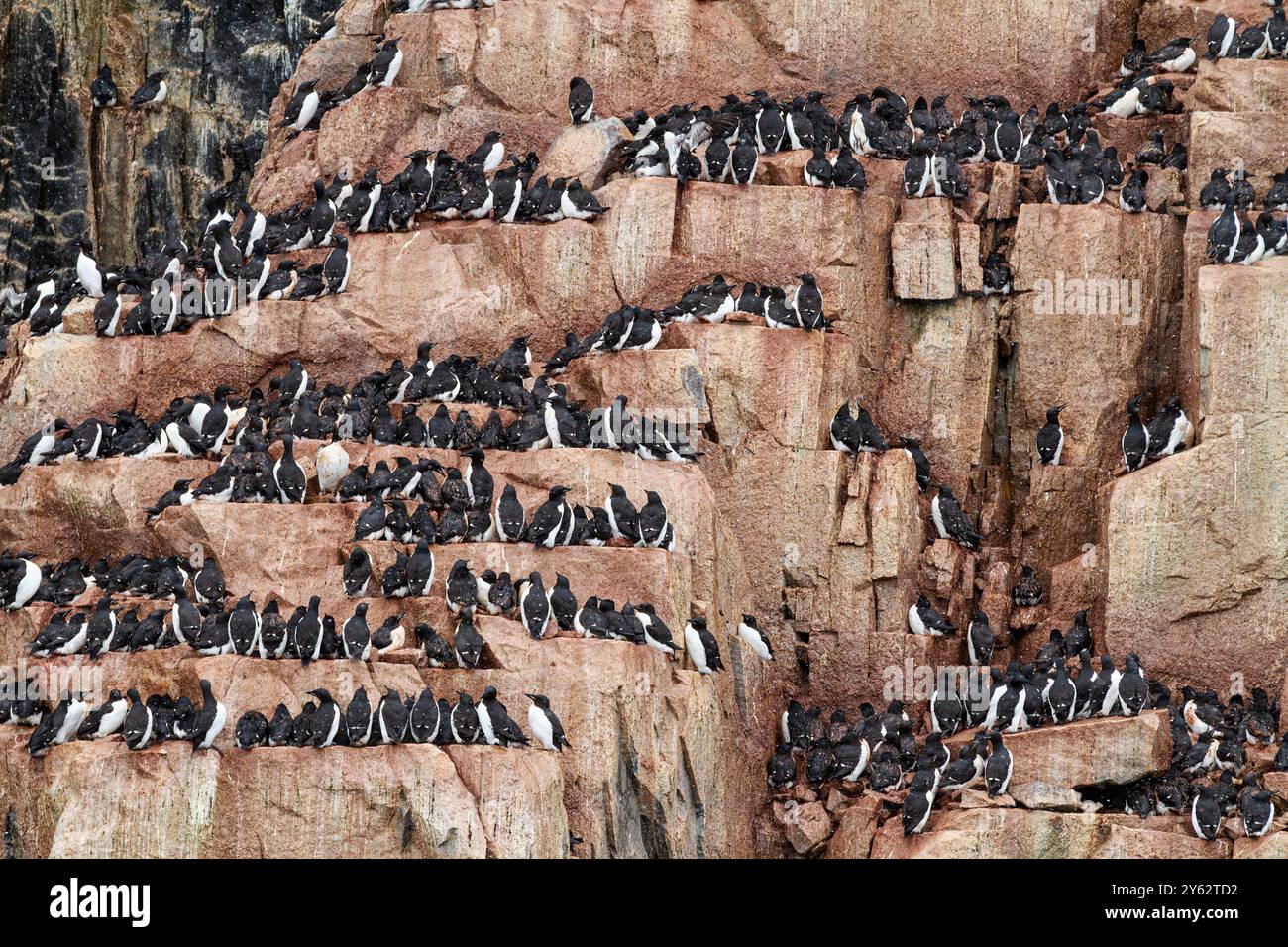 Brünnichs guillemot (Uria lomvia) Brutstätte am Kap Fanshawe im Svalbard-Archipel, Norwegen. Stockfoto