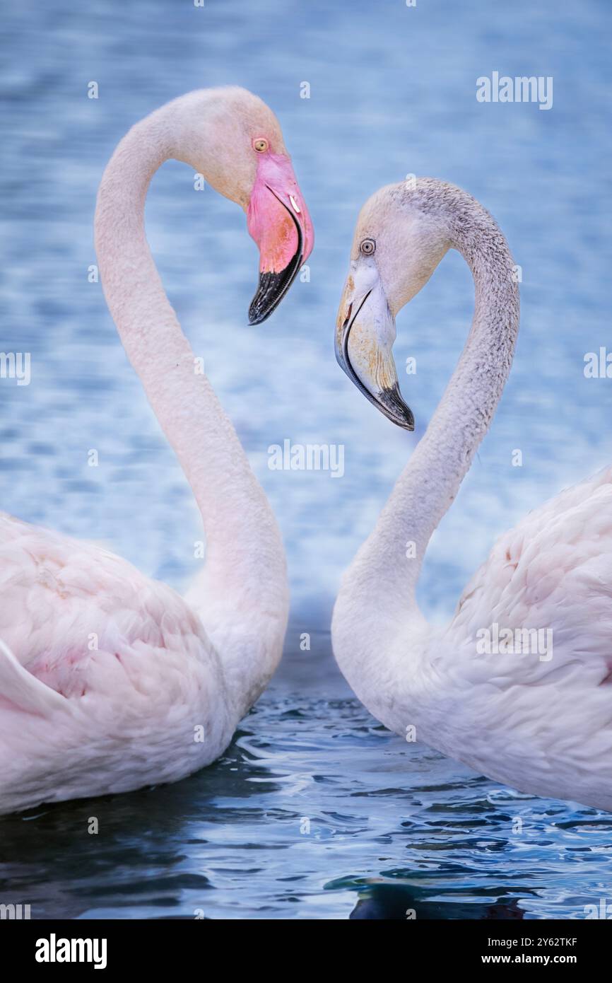 Pinkfarbenes Flamingo-Paar im Parc Ornithologique natürliche Camargue-Feuchtgebiete in der Nähe von Aigues-Mortes, Küste des westlichen Mittelmeers, Südfrankreich Stockfoto