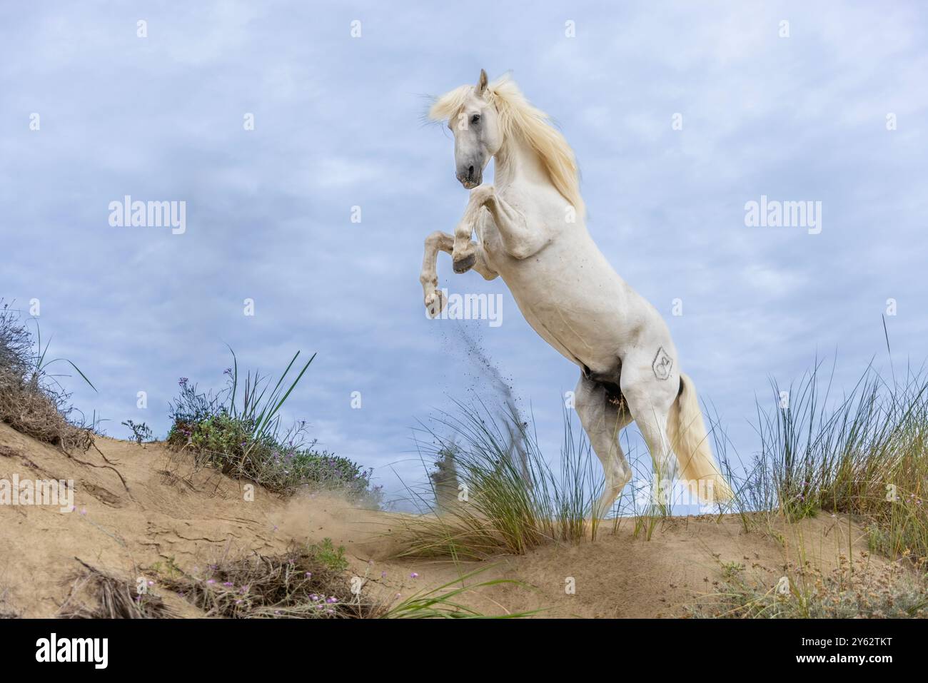 Camargue-Pferd, das bei Sonnenaufgang am Strand aufzieht, in der Nähe von Aigues-Mortes, Küste des westlichen Mittelmeers, Südfrankreich Stockfoto