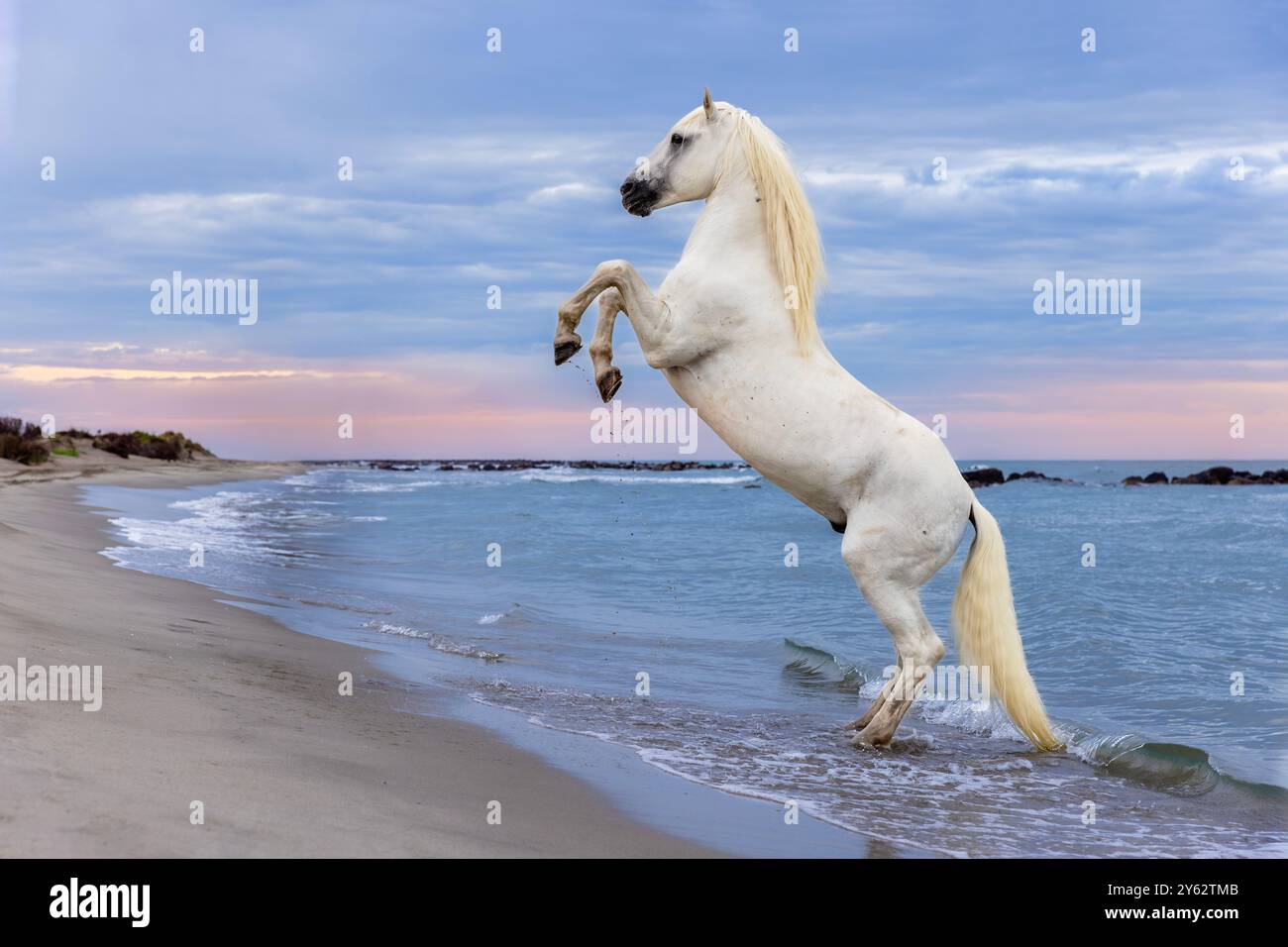 Camargue-Pferd, das bei Sonnenaufgang am Strand aufzieht, in der Nähe von Aigues-Mortes, Küste des westlichen Mittelmeers, Südfrankreich Stockfoto