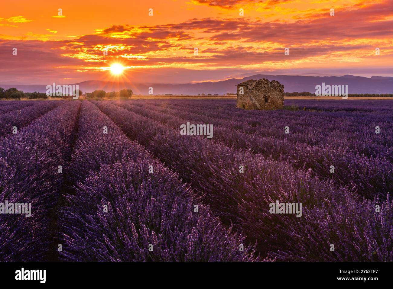 Sonnenaufgang über den Lavendelfeldern mit Hirtenhütten am Plateau de Valensole, Region Provence, Südfrankreich Stockfoto