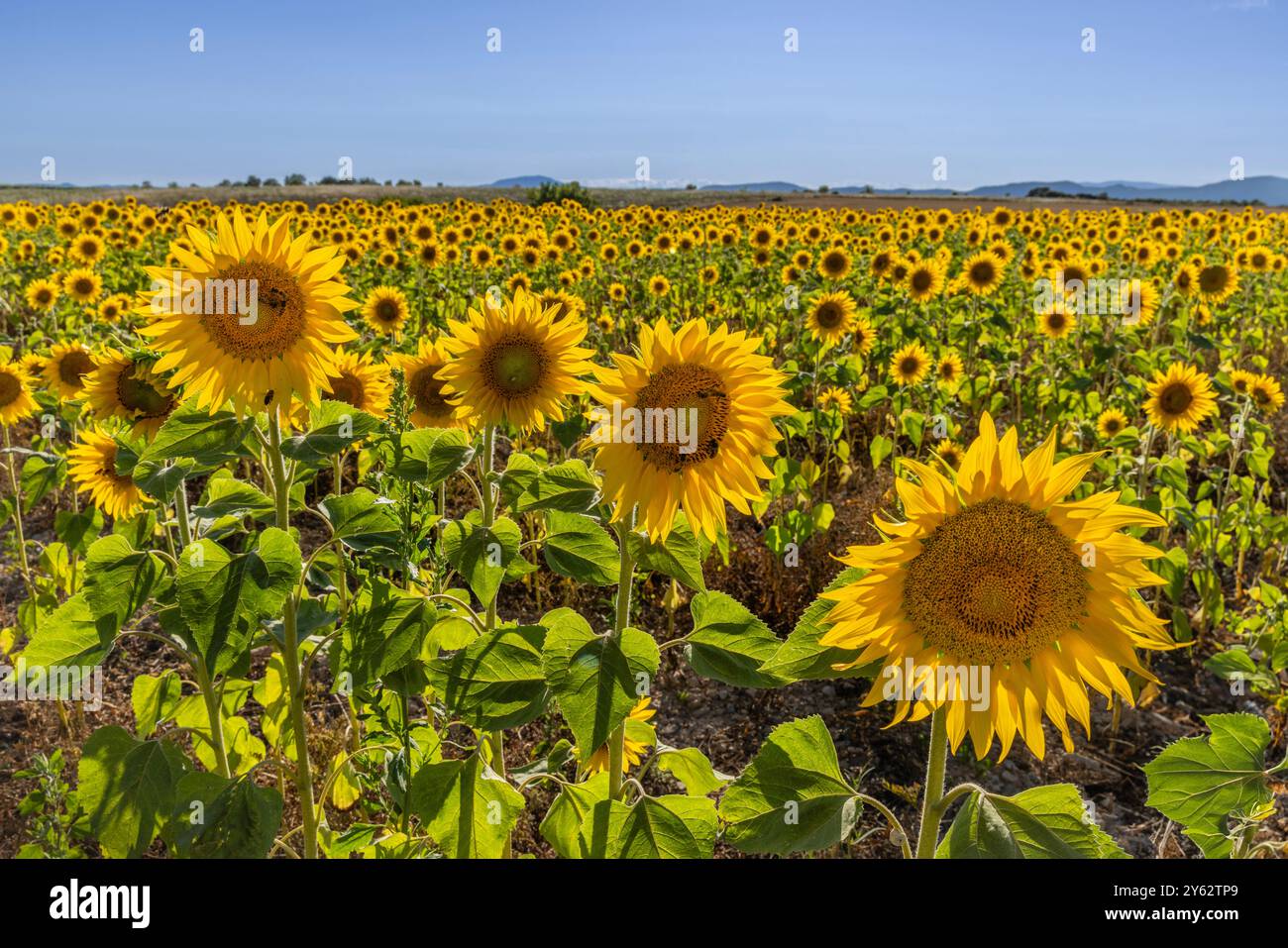 Sonnenblumenfelder am Plateau de Valensole, Region Provence, Südfrankreich Stockfoto