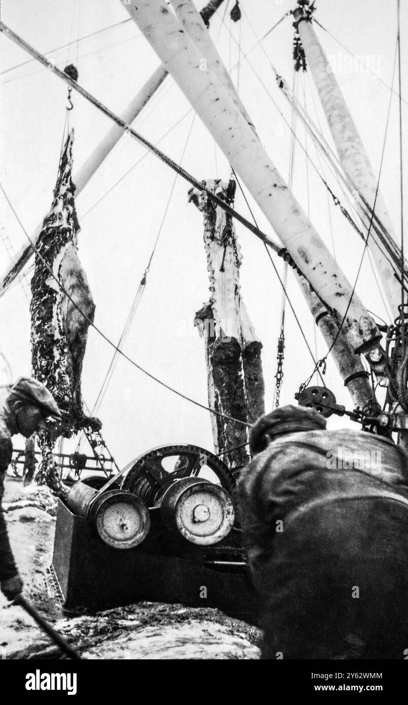Walfang im südlichen Ozean 1910-1920, Verarbeitung von Wal-Kadaver an Bord eines norwegischen Walschiffes, einzigartige Fotos vom Schiffsarzt. Stockfoto