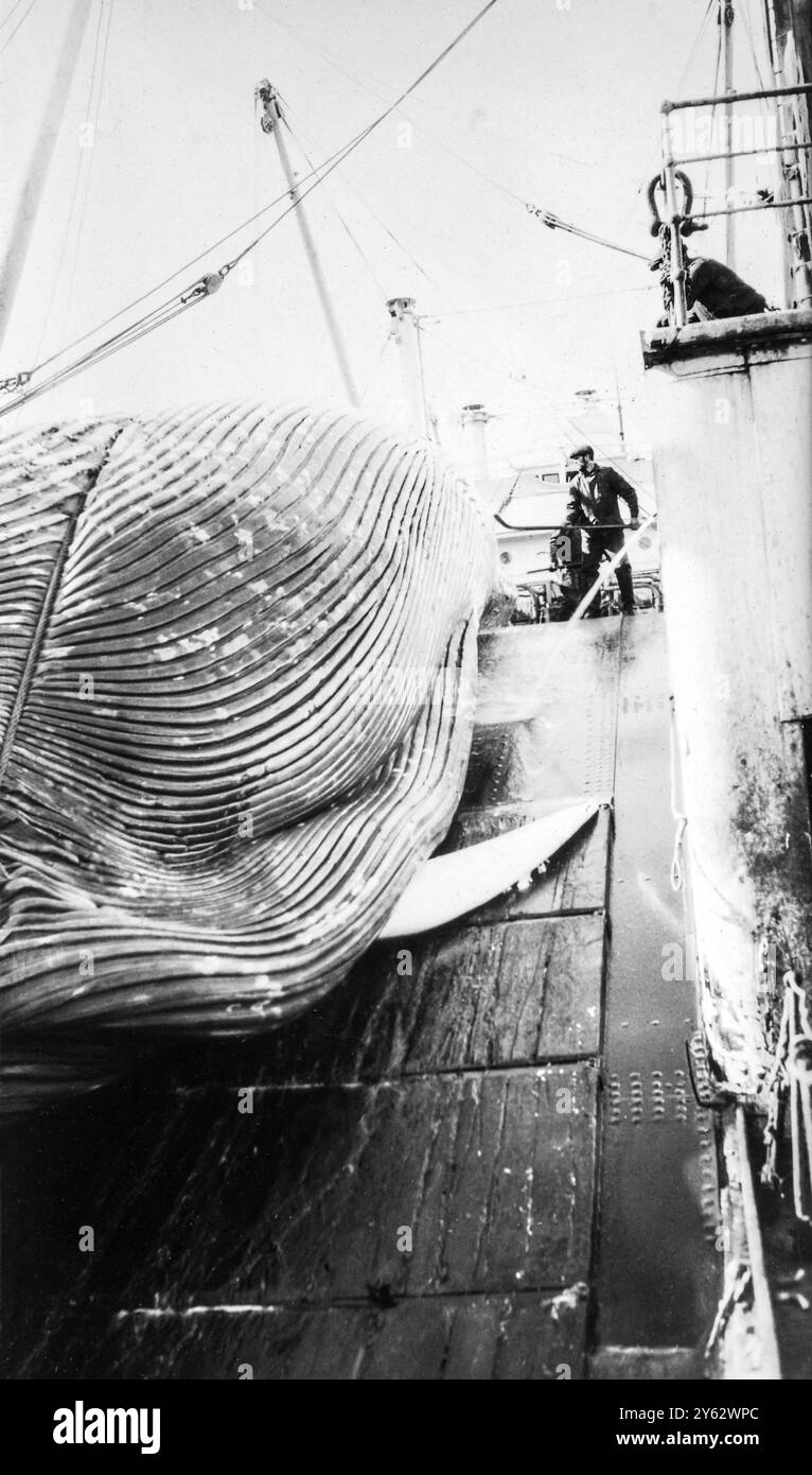 Walfang im südlichen Ozean 1910-1920, Verarbeitung von Wal-Kadaver an Bord eines norwegischen Walschiffes, einzigartige Fotos vom Schiffsarzt. Stockfoto