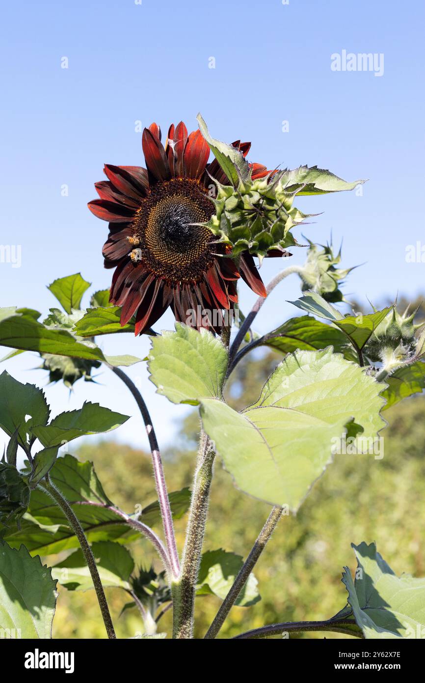 Bienen auf einer roten Sonnenblume in einem Garten vor einem blauen Himmel. Stockfoto