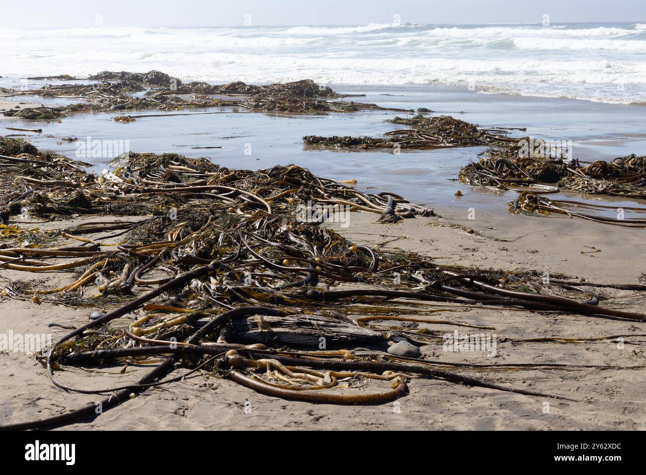 Bullwhip Seetang am Beverly Beach an der Küste von Oregon. Stockfoto
