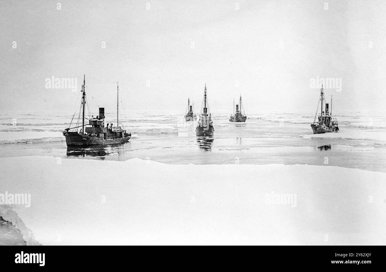 Walfang im südlichen Ozean 1910-1920, Flotte norwegischer Walfangschiffe, einzigartige Fotos vom Schiffsarzt. Stockfoto