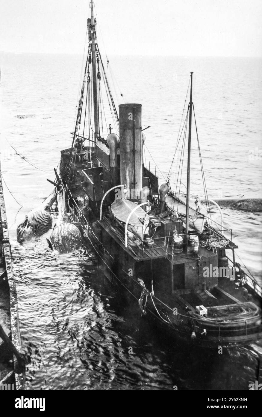 Walfang im südlichen Ozean 1910-1920, Verarbeitung von Wal-Kadaver an Bord eines norwegischen Walschiffes, einzigartige Fotos vom Schiffsarzt. Stockfoto