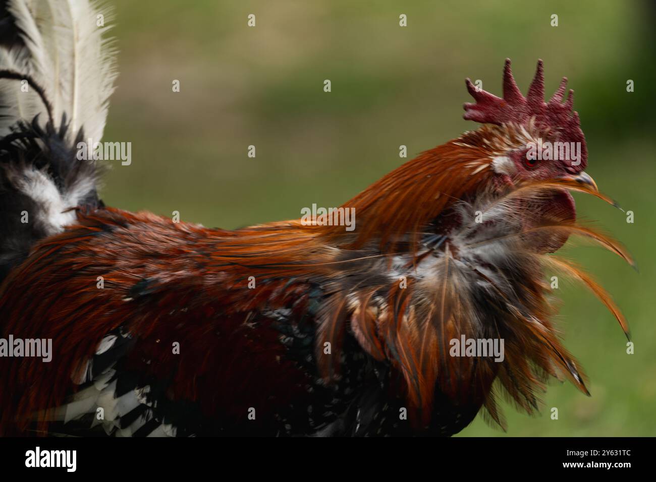 Ein einzelnes Huhn streut durch den Hof, seine Federn leuchten im Sonnenlicht, umgeben von dem rustikalen Charme einer friedlichen Farm-Umgebung Stockfoto