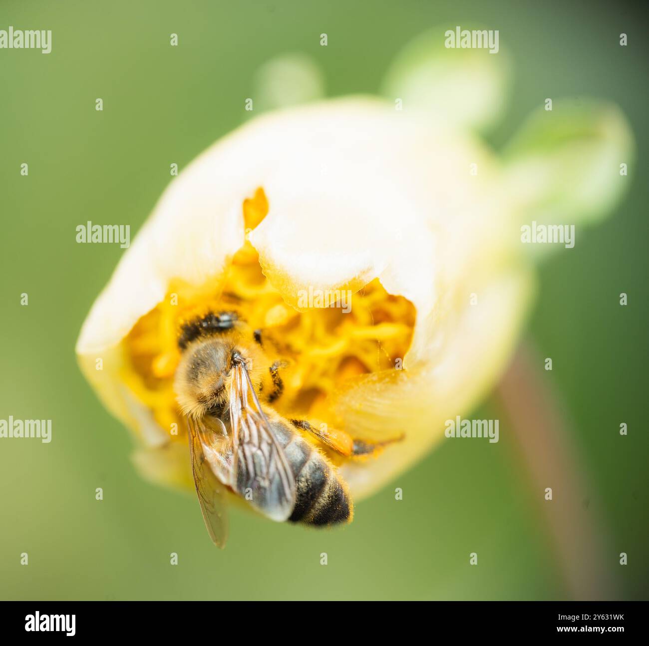 Makroaufnahme einer Biene auf einem Kakteen, die den atemberaubenden Kontrast zwischen der Widerstandsfähigkeit der Natur und der zarten Schönheit in einem perfekten Moment feststellt Stockfoto