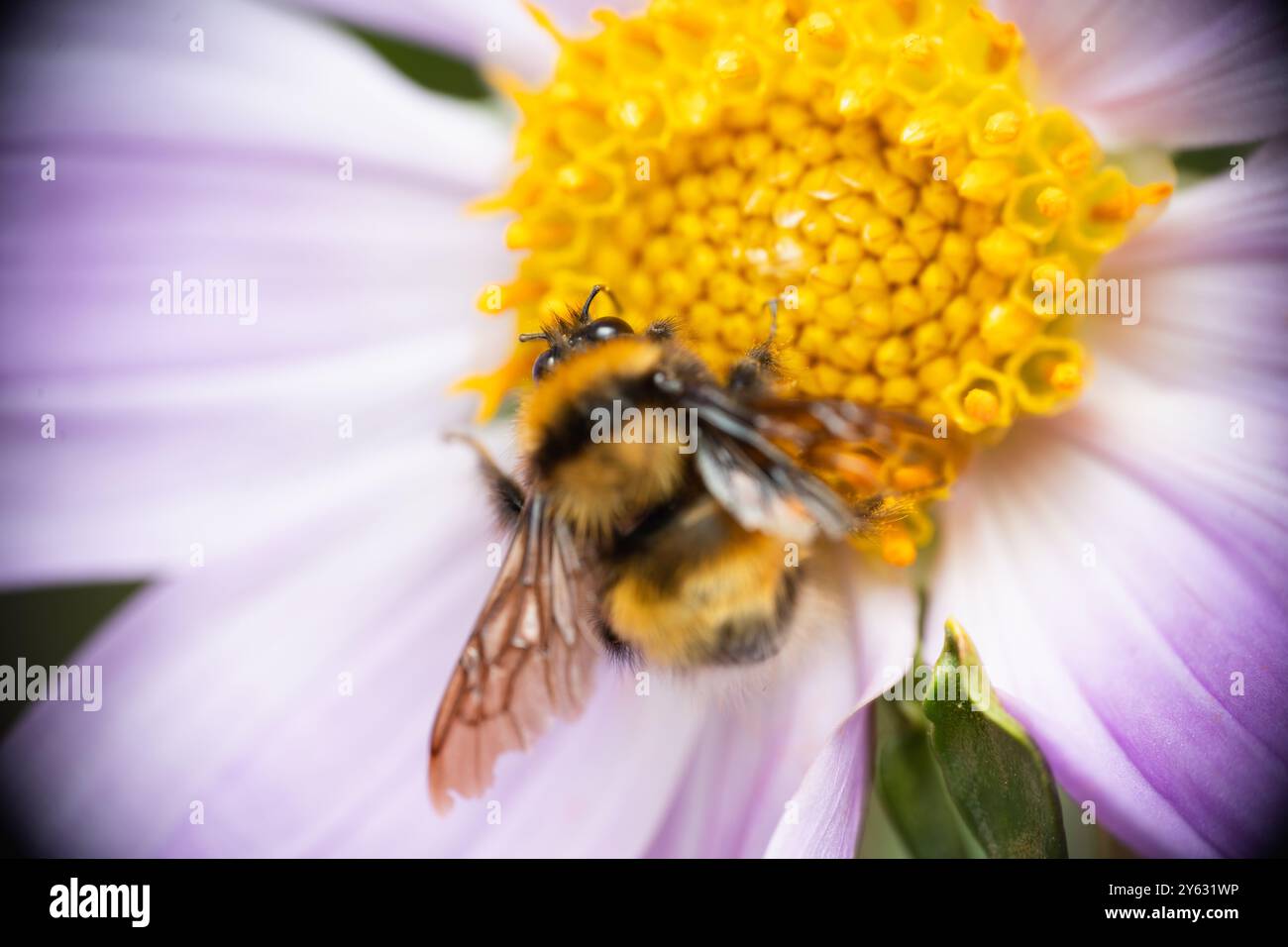Makroaufnahme einer Biene auf einem Kakteen, die den atemberaubenden Kontrast zwischen der Widerstandsfähigkeit der Natur und der zarten Schönheit in einem perfekten Moment feststellt Stockfoto