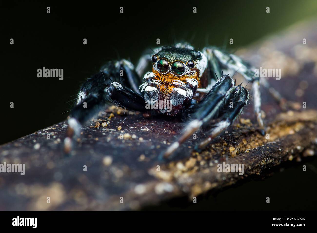 Bunte springende Spinne, die auf einem Ast steht, mit mehreren Augen in verschiedene Richtungen. Stockfoto