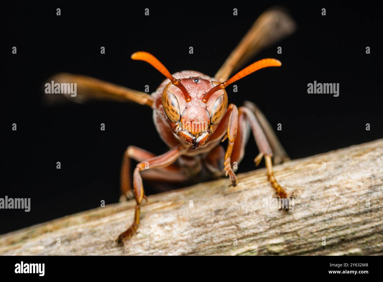 Rote Wespe auf einem Ast vor schwarzem Hintergrund. Mit leuchtenden Farben und komplexen Details. Augen. Antenne. Flügel. Und Beine sichtbar. Satte Farbtöne Co Stockfoto
