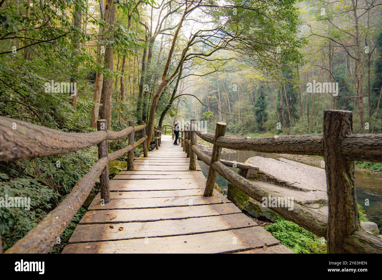 Gehen Sie in Zhangjiajie in China, Provinz Hunan, mit einer Frau, die auf einem Wachweg zwischen den Baumkronen des Regenwaldes in der Wildnis steht. Stockfoto
