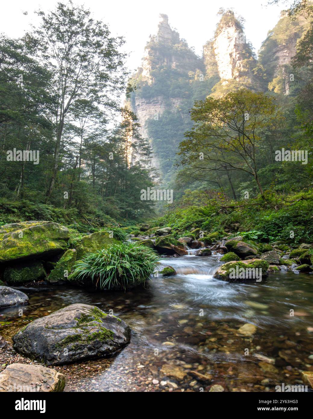 Wilder Zhangjiajie National Forest in der Provinz Hunan mit Bach, Wasser durch die Wildnis und riesigen Bergen. Stockfoto