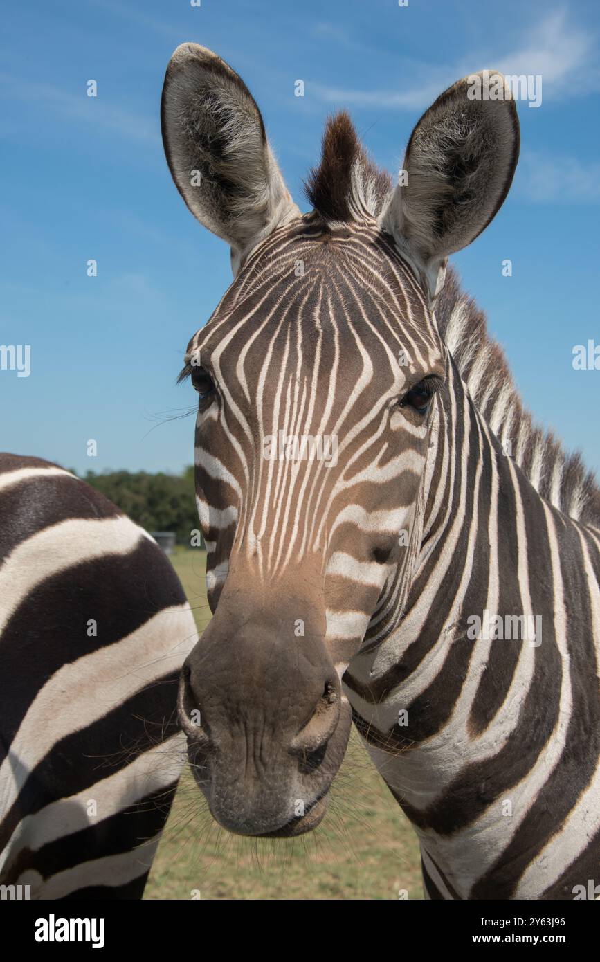 Nahaufnahme eines Zebras Stockfoto