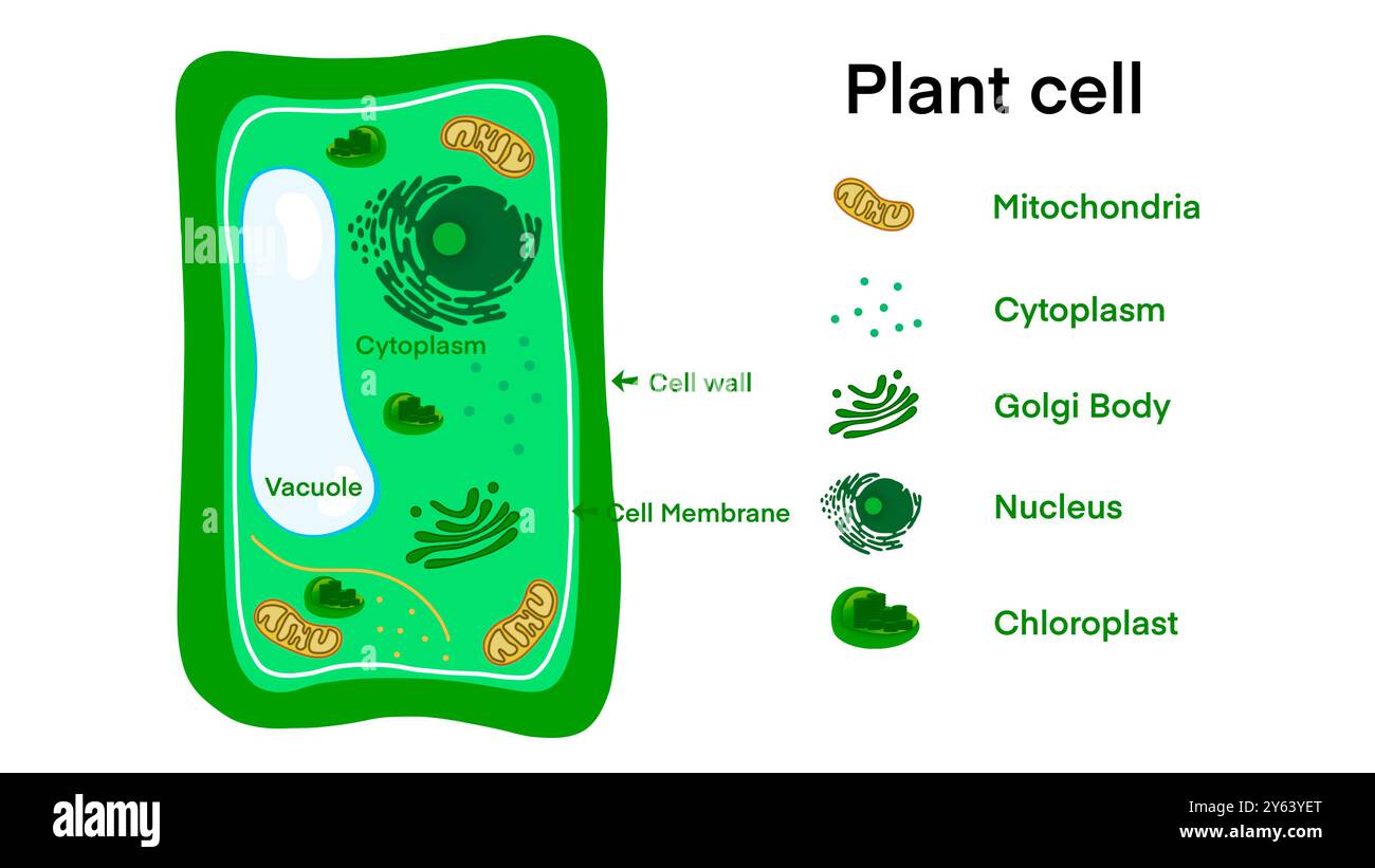 Pflanzenzellanatomie, Illustration der Struktur der Pflanzenzellanatomie, gemeinsame Pflanzenzellteile, Pflanzenzellanatomie, Biologiebildungsschule Stockfoto