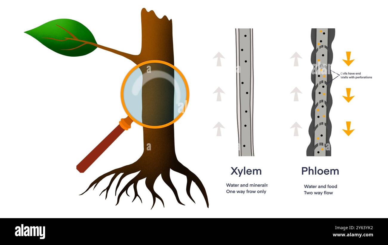 Xylem und Phloem Wasser und Mineralien Transportsystem Umrissdiagramm, Wissenschaftliches Design von Xylem und Phloem Schema, Nährstoffe und Mineralien Stockfoto