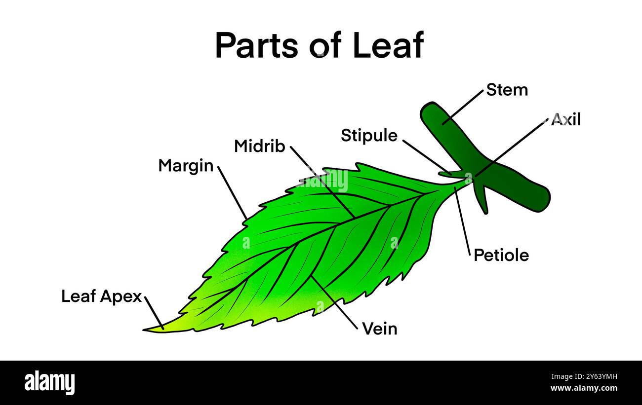 Grundlegende Blattteile, Infografiken zur äußeren Struktur, Blattanatomie, Blattstruktur, Bildungsschule Stockfoto