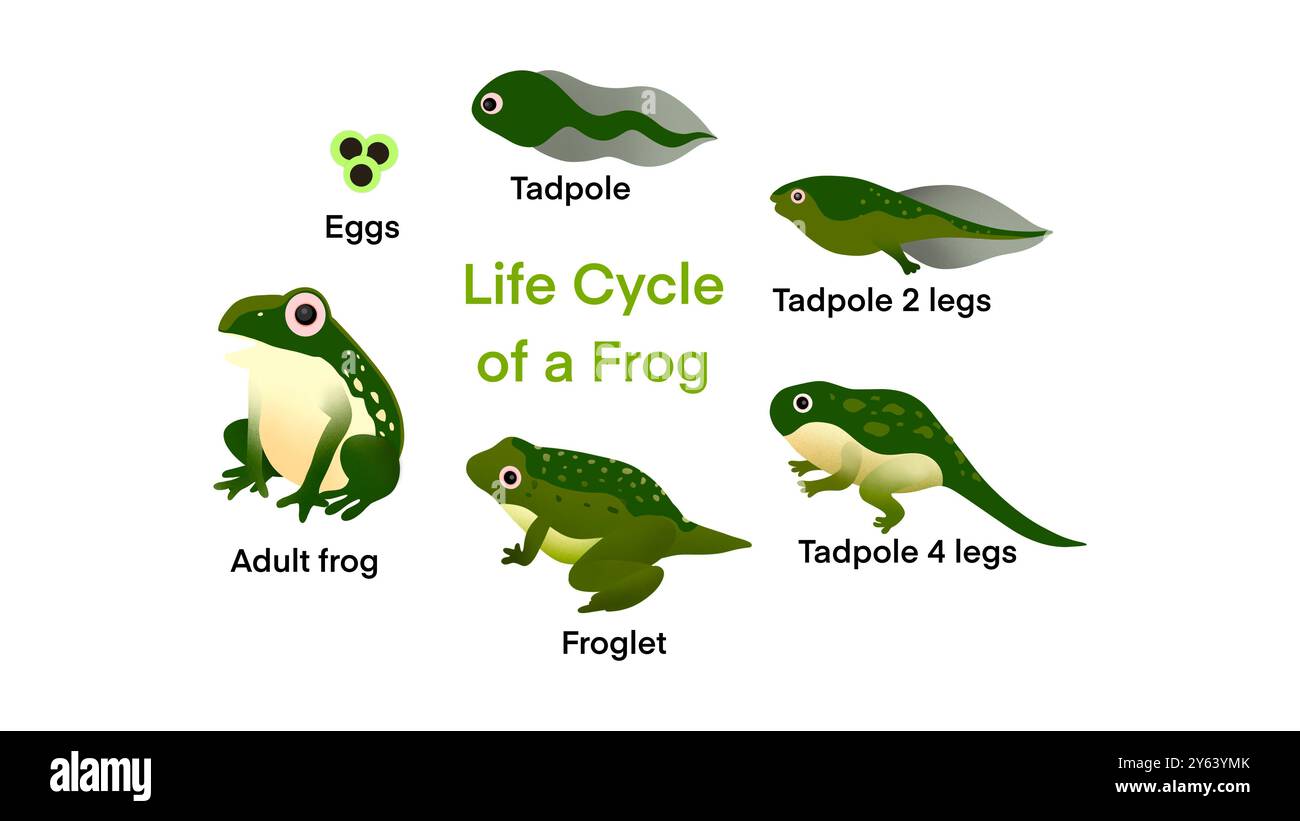 Der Lebenszyklus eines Frosches, Frog Life Cycle Set, Frosch Life Cycle Metamorphose, Stadien Entwicklung und Wachstum der Kröte, Wassertier-Transformationsstadien Stockfoto