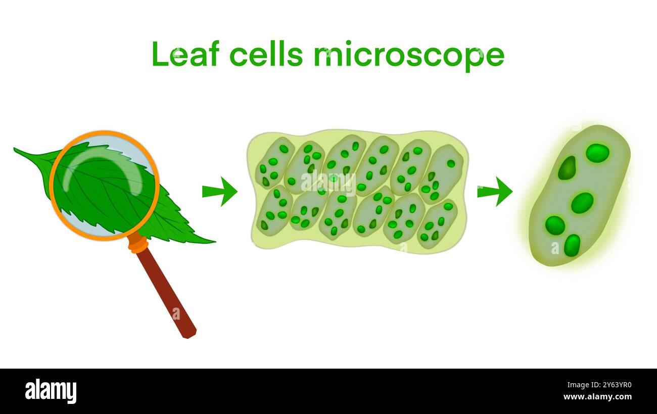 Mikroskopvergrößerung der Blattzellen, mikroskopische Struktur der Pflanzenblätter, Wasserpflanzen-Blattzellen mit Chloroplasten, Chlorophyll oder Chloroplast-Biotechnologie Stockfoto