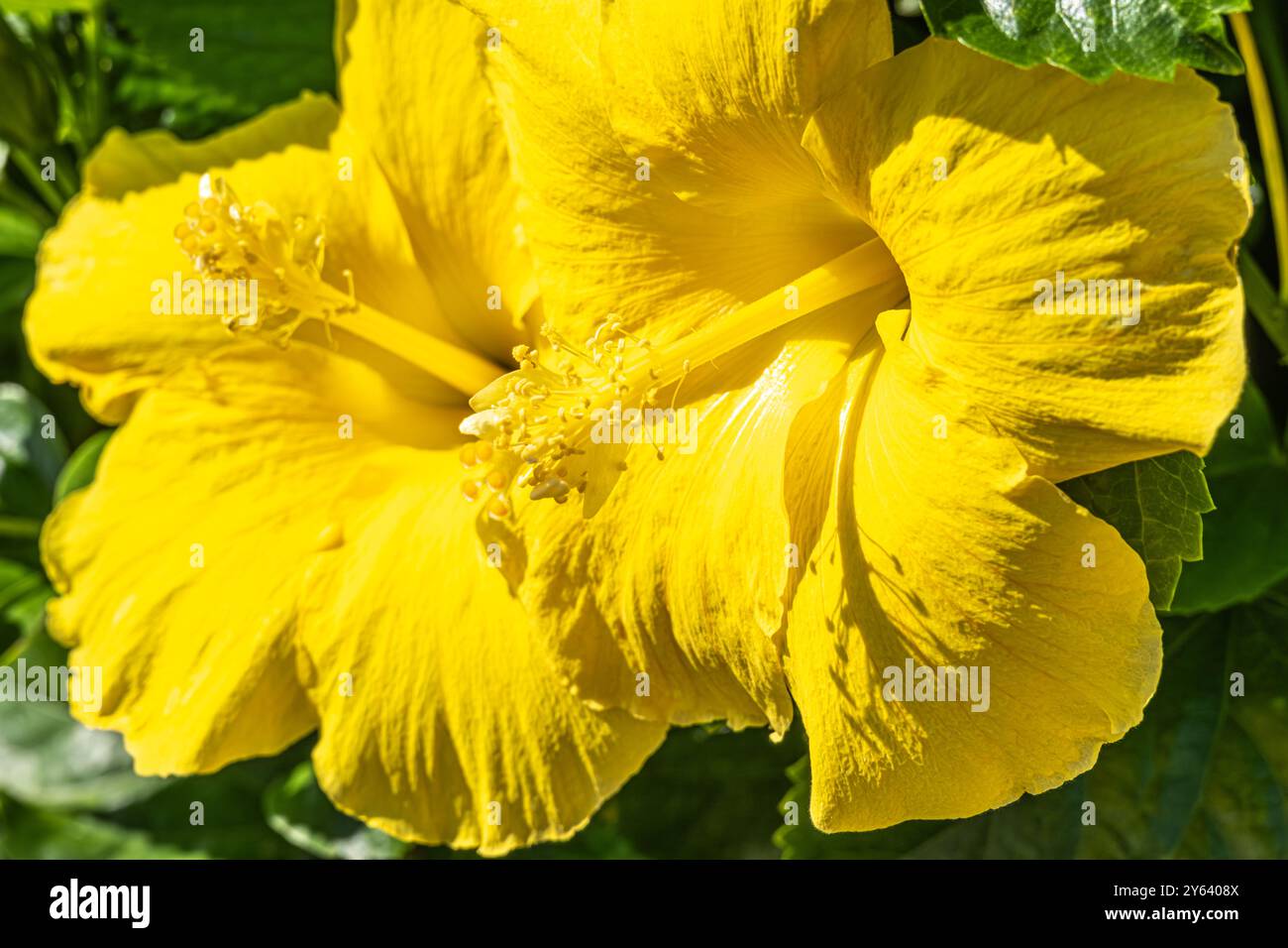Schöne gelbe Hibiskusblüten in Clermont, Florida. (USA) Stockfoto