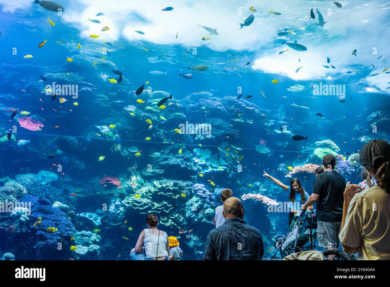 Besucher bewundern die tropische Riffausstellung im Georgia Aquarium im Zentrum von Atlanta, Georgia. (USA) Stockfoto