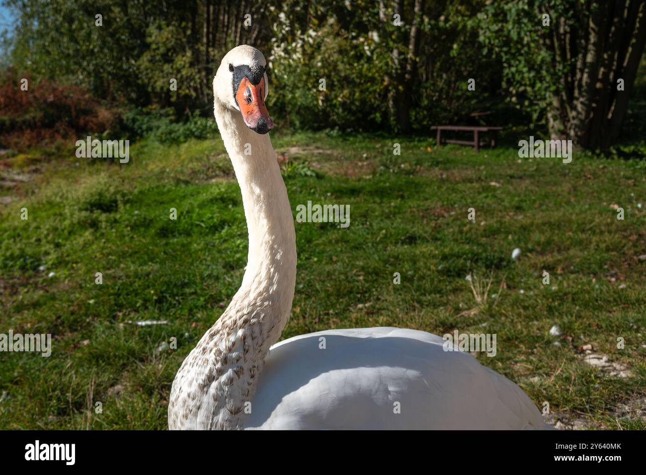 Schwan am Ufer der Kurischen Lagune auf der Kurischen Nehrung im Dorf Lesnoy. Region Kaliningrad. Russland Stockfoto