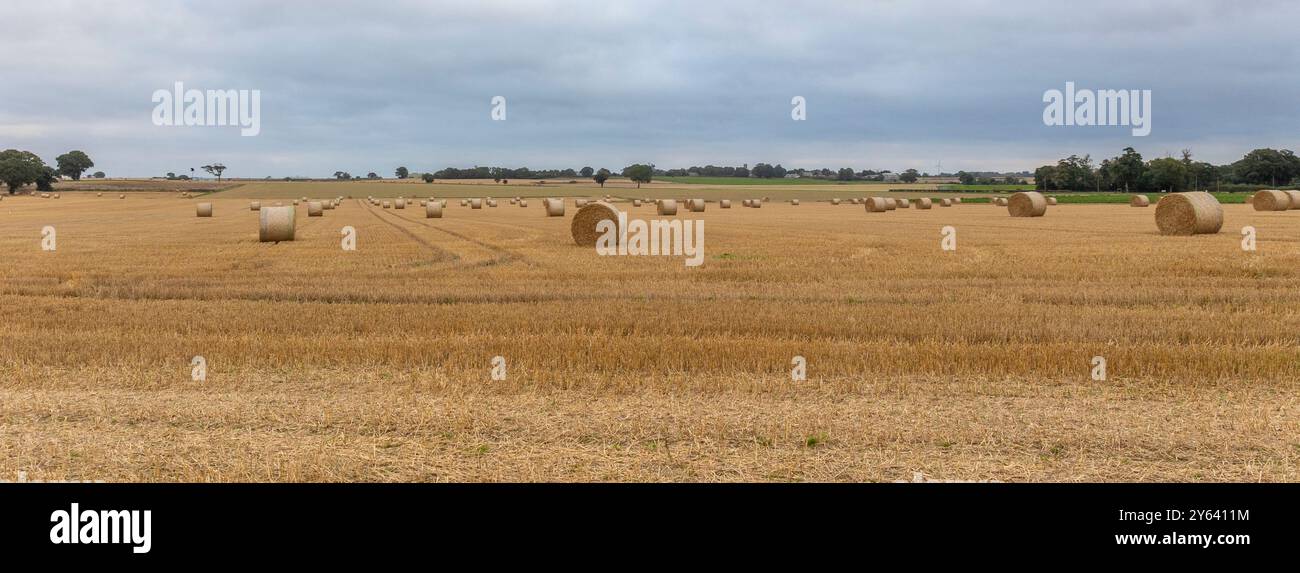 Eine ländliche Panoramalandschaft eines landwirtschaftlichen Feldes mit großen runden Strohballen. Es sind keine Personen und kein Platz für Text vorhanden Stockfoto