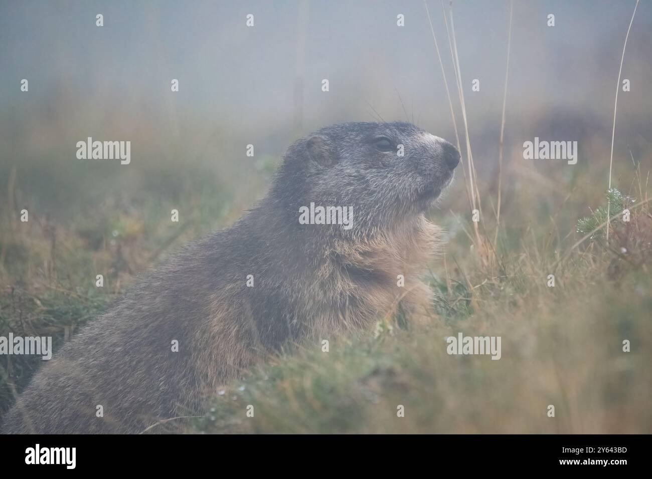 alpines Murmeltier im Nebel, Marmota marmota, Coll de Pal, Katalonien, Spanien Stockfoto