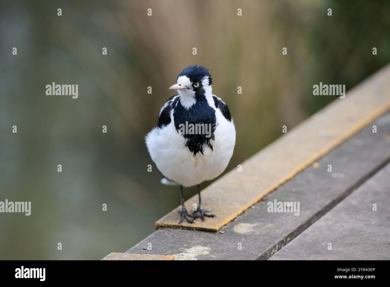 Weibliche Elster-Lerche oder Peewee-Vogel, die auf einem gelben rutschfesten Griff am Rand einer Holzterrasse neben einem See steht Stockfoto