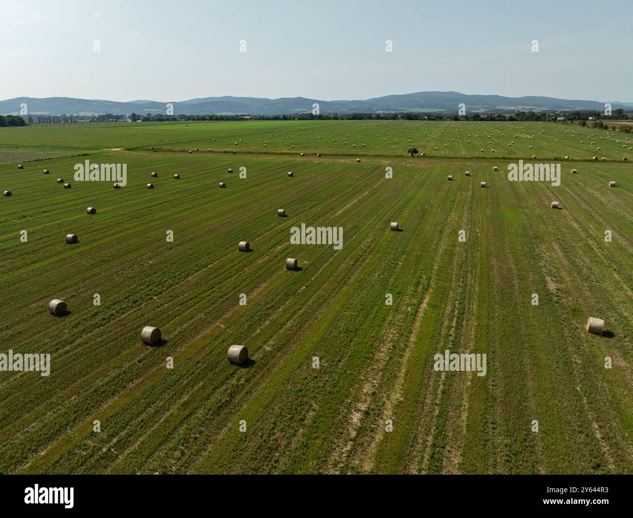 Grüne Wiese auf dem Land im Sommer voller Strohballen in der polnischen Provinz Opole. Luftaufnahme der Sommerfeldlandschaft mit trockenem Hay Stockfoto