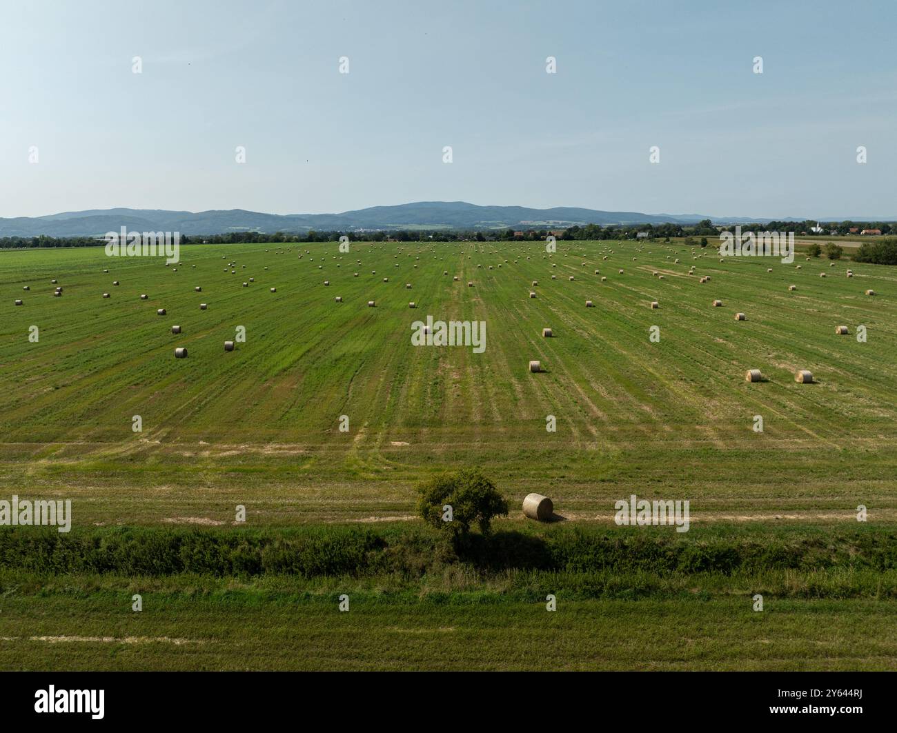 Grüne Wiese auf dem Land im Sommer voller Strohballen in der polnischen Provinz Opole. Luftaufnahme der Sommerfeldlandschaft mit trockenem Hay Stockfoto