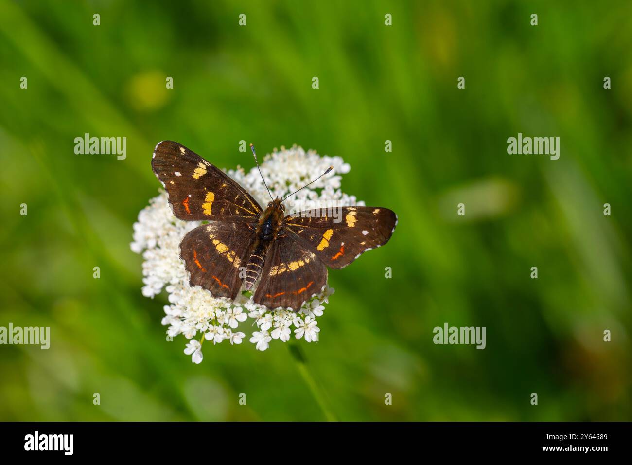 Karte Schmetterling Fütterung auf Blume, Europakarte, Araschnia levana Stockfoto