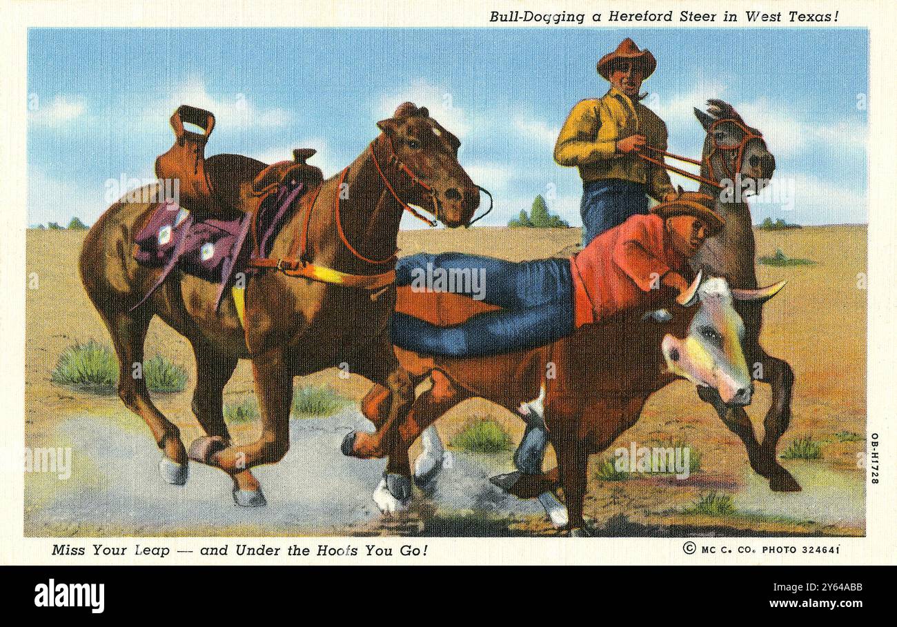 Vintage 1940 Curt Teich Cowboy-Postkarte mit dem Titel „Bull Dogging a Hereford Steer in West Texas!“ Stockfoto