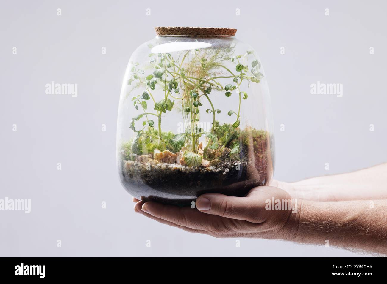 Eine Person, die ein Glasterrarium hält, das mit verschiedenen Pflanzen und Böden gefüllt ist. Das Terrarium verfügt über einen Korkdeckel und zeigt ein Miniatur-Ökosystem mit gre Stockfoto