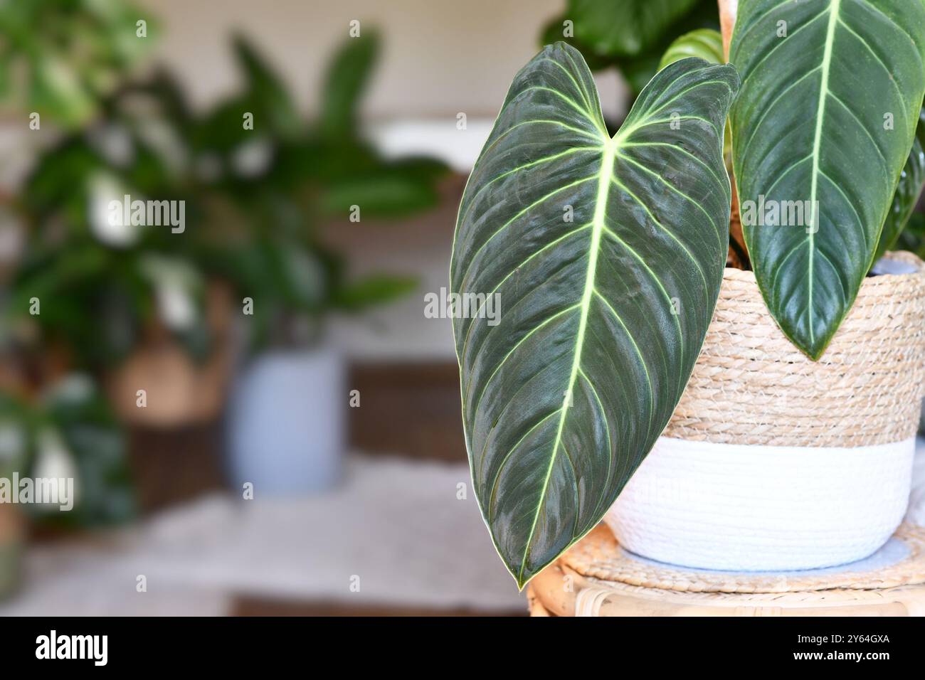 Exotische "Philodendron Melanochrysum"-Zimmerpflanze mit langen Samtblättern im Blumentopf auf dem Tisch im Wohnzimmer Stockfoto