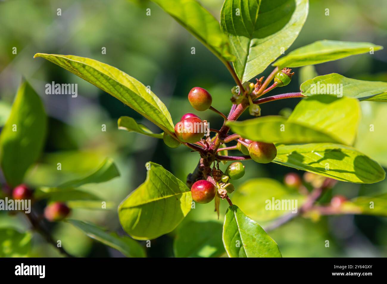 Prunus padus Vogelkirsche Hackberry Heidelbeere, Mayday-Baumzweige mit schwarzen Beeren und gelben Blättern auf verschwommenem Hintergrund. Stockfoto