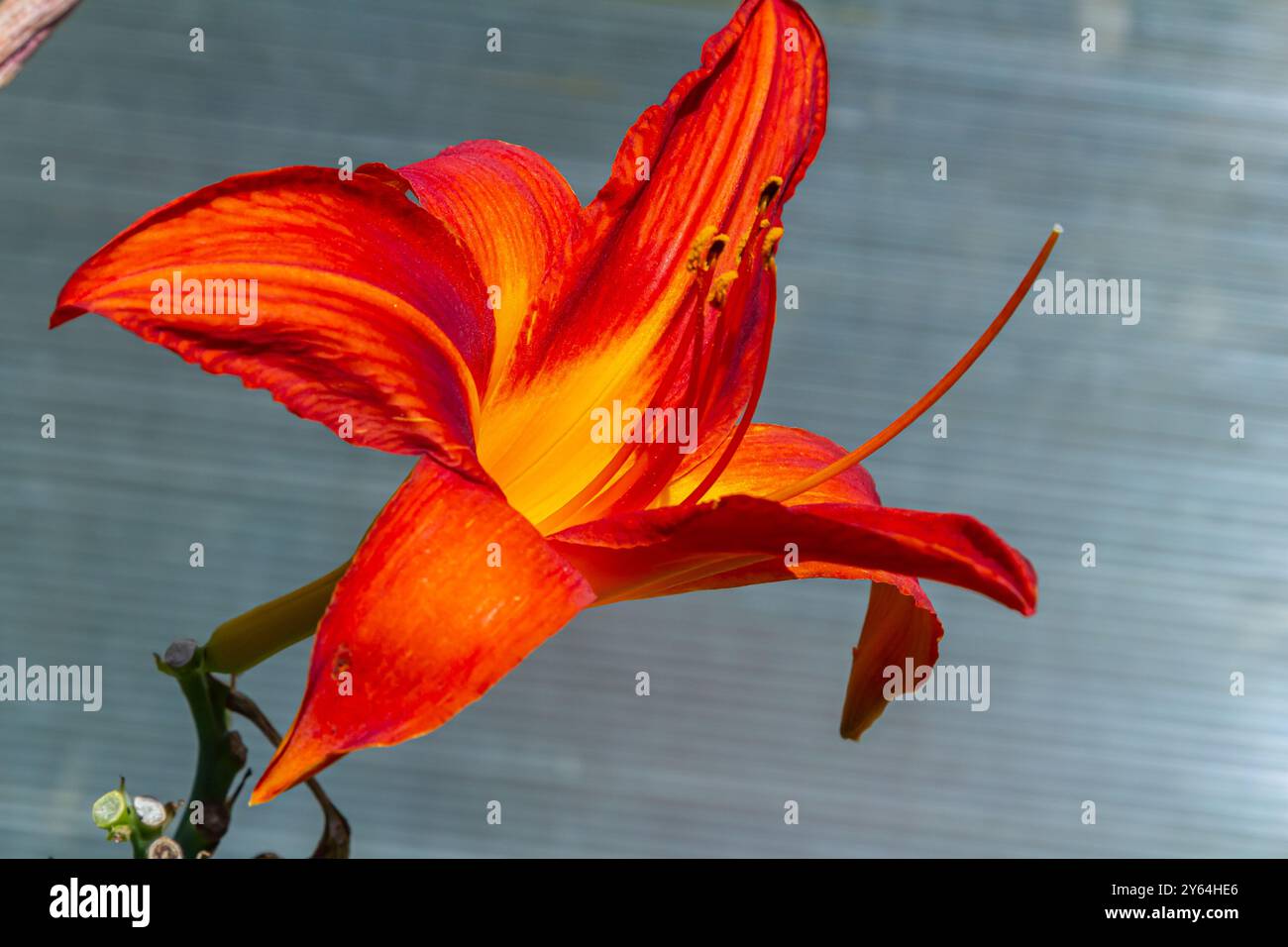 Die braun-gelbe Taglilie Hemerocallis fulva ist eine wunderschön blühende Staudenpflanze in der hellen Sonne an einem Sommertag. Stockfoto